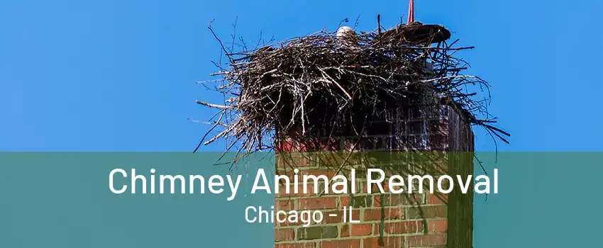 Chimney Animal Removal Chicago - IL