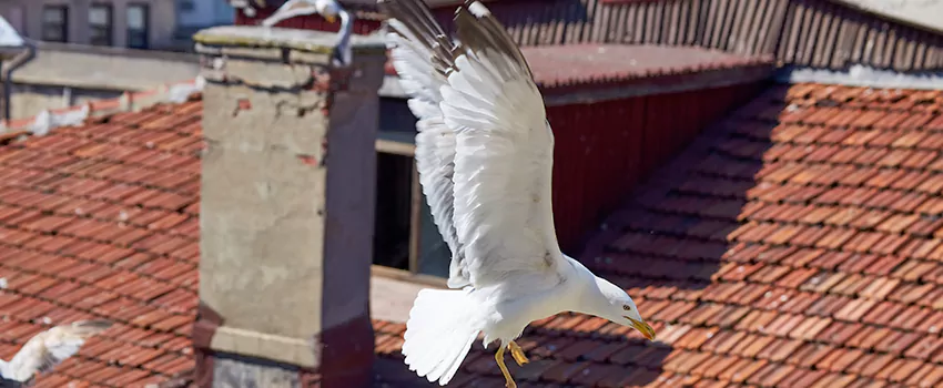 Residential Chimney Animal Removal Solution in Chicago, IL